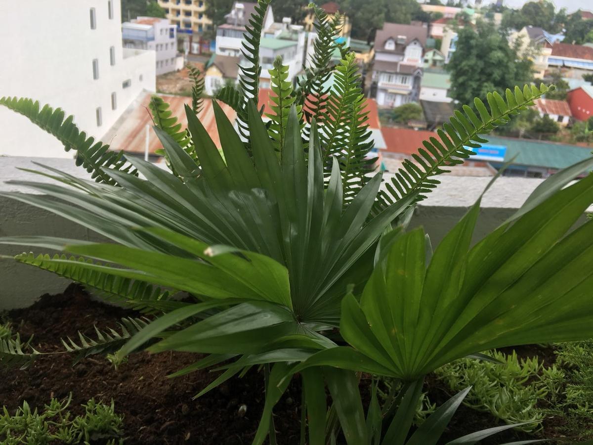 Ivy Hotel Dalat Exterior foto
